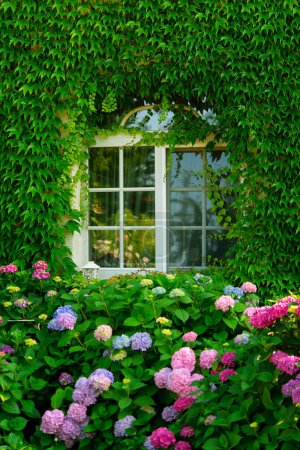 Von Efeu überwucherte Fenster an der Hausfassade, Außenwand des Hauses mit Efeu bedeckt. Saftig blühende Hortensienbüsche vor dem Haus. Ästhetik
