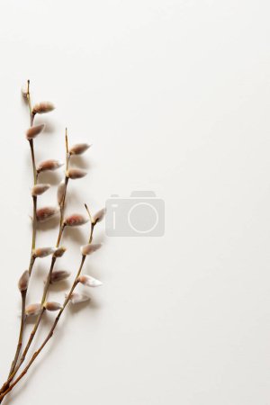 Foto de Spring pussy willow branches on a pastel light background. Concept of springtime, copy space. Vertical photo - Imagen libre de derechos