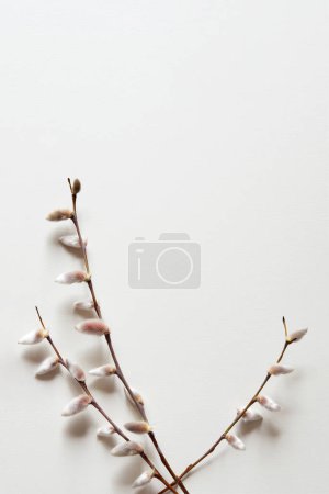 Foto de Spring pussy willow branches on a pastel light background. Concept of springtime, copy space. Vertical photo - Imagen libre de derechos