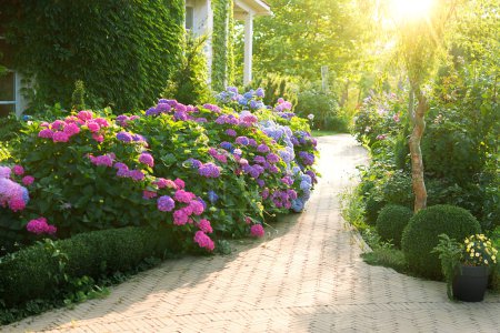 Beautiful garden with hydrangeas. Aesthetic path near the house. Blue, pink hydrangea flowers are blooming in summer in town garden heads in the sunlight