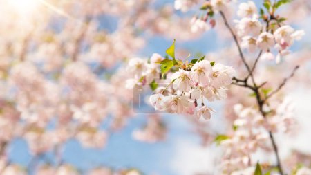 Flowers and buds of cherry trees on a tree in spring. Spring floral background in nature. Cherry or sakura branch blossoming during flowering. 