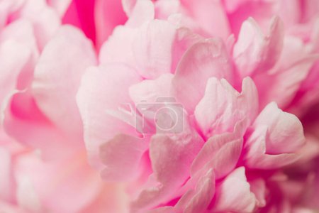 pink peony flower, natural flowery background, blur macro petals pastel color, soft focus, close up