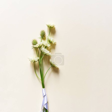 Pequeño ramo de flores de scabiosa sobre fondo beige pastel. diseño simple