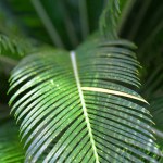 Vertical palm leaf for texture or background