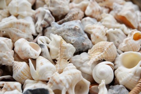 sea shells background, close-up, top view