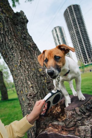 Téléchargez les photos : Petit Jack Russell terrier debout dans le parc. Propriétaire tient le chien en laisse - en image libre de droit