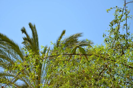 Téléchargez les photos : Gros plan de deux perroquets verts debout sur une branche d'arbre, environnement naturel, à l'extérieur. Embrasser, nourrir. - en image libre de droit