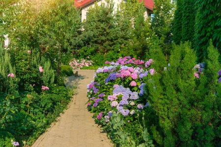 Téléchargez les photos : Les fleurs bleues et roses de l'hortensia fleurissent en été dans les têtes de jardin de la ville à la lumière du soleil. Beau jardin avec hortensias. Sentier esthétique près de la maison. - en image libre de droit