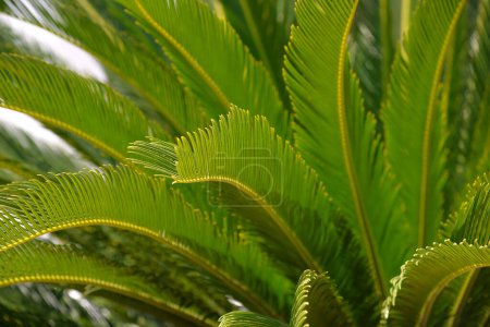 Téléchargez les photos : Photo horizontale de la feuille de palmier pour texture ou fond - en image libre de droit