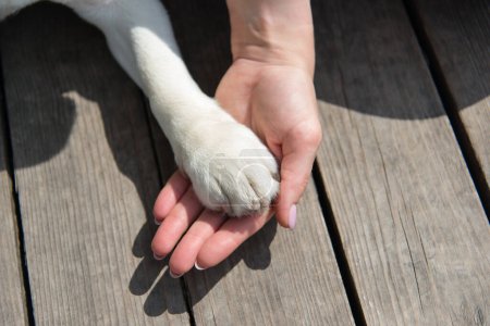 Téléchargez les photos : Femme tenant la patte d'un chien. Toucher la patte du chien et les mains humaines, à l'intérieur contre un plancher de bois. Adoption d'animaux domestiques. Maquette. Aigle - en image libre de droit