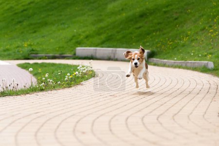 Téléchargez les photos : Joyeux jogging de chiot aigle drôle sur la promenade dans le parc. Petit chien avec des taches noires, brunes et blanches à l'extérieur - en image libre de droit