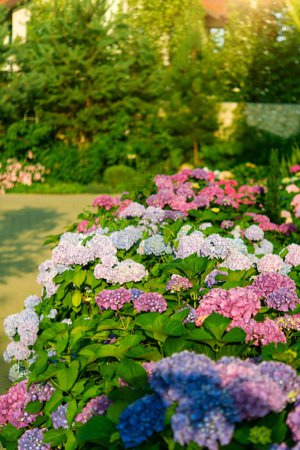 Téléchargez les photos : Les fleurs bleues et roses de l'hortensia fleurissent en été dans les têtes de jardin de la ville à la lumière du soleil. Beau jardin avec hortensias. - en image libre de droit