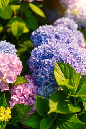 Téléchargez les photos : Les fleurs bleues et roses de l'hortensia fleurissent en été dans les têtes de jardin de la ville à la lumière du soleil. Beau jardin avec hortensias. - en image libre de droit