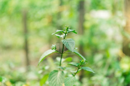 Téléchargez les photos : Mentha piperita (variété de menthe), une plante dans le jardin - en image libre de droit