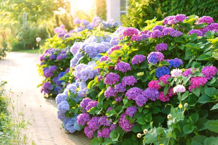 Schöner Garten mit Hortensien. Ästhetischer Weg in der Nähe des Hauses. Blaue, rosa Hortensienblüten blühen im Sommer im Stadtgarten im Sonnenlicht. 