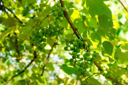 Téléchargez les photos : Vignoble avec grappes de raisins verts - en image libre de droit