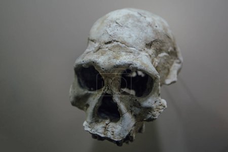 Foto de Skull of prehistoric human ancestor. - Imagen libre de derechos