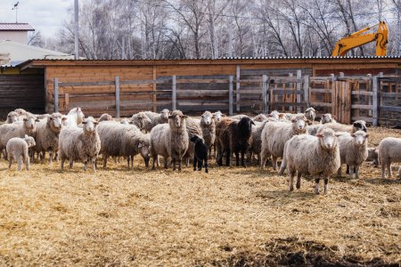Photo for Flock of sheep in an open stall in the farm. - Royalty Free Image