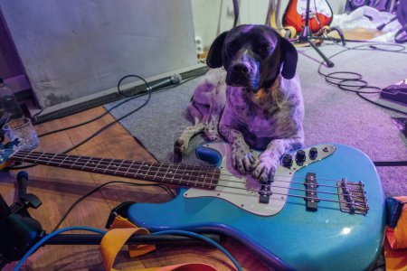 Perro con guitarra de rock eléctrico.