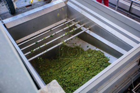 Grüne Trauben in modernen Weinkellern