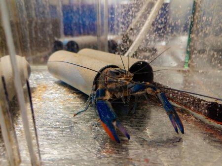 Growing of crayfish. Australian blue crayfish - cherax quadricarinatus in aquarium.