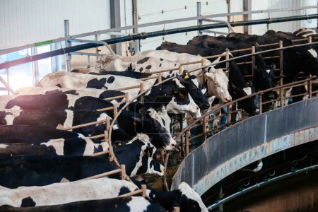 Milking cows by automatic industrial milking rotary system in modern diary farm.