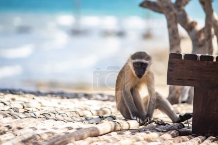 Photo for Adorable small monkey playing at the beach of Indian ocean at tropical resort in Mozambique - Royalty Free Image