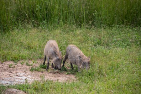 Photo for Warthog, African wild pig in savannah in Africa, in national park for animal preservation - Royalty Free Image
