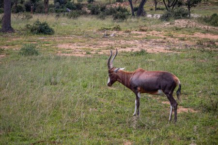 Photo for The blesbok or blesbuck (Damaliscus pygargus phillipsi) is a subspecies of the bontebok antelope endemic to Southern African counties, picture taken in savannah, in Imire national park, Zimbabwe - Royalty Free Image