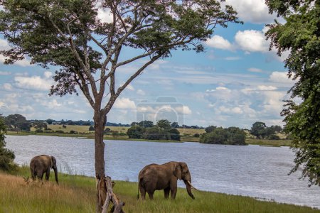 Photo for Elephant walking next to the small lake, in Imire National Park, Zimbabwe - Royalty Free Image