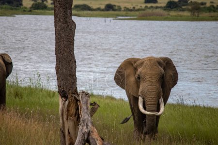 Foto de Elefante caminando junto al pequeño lago, en el Parque Nacional de Imire, Zimbabwe África, en latín: Loxodonta cyclotis, está catalogado como en Peligro Crítico en la Lista Roja de la UICN - Imagen libre de derechos