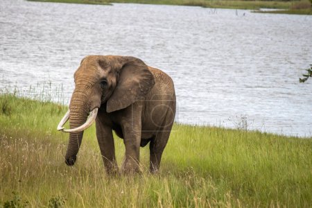 Téléchargez les photos : Promenade d'éléphants à côté du petit lac, dans le parc national d'Imire, Zimbabwe - en image libre de droit