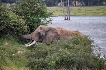 Téléchargez les photos : Promenade d'éléphants à côté du petit lac, dans le parc national d'Imire, Zimbabwe - en image libre de droit