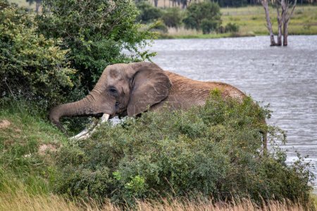 Téléchargez les photos : Éléphant marchant à côté du petit lac, dans le parc national d'Imire, Zimbabwe Afrique, en latin : Loxodonta cyclotis, est inscrit comme gravement en danger sur la Liste rouge de l'UICN - en image libre de droit