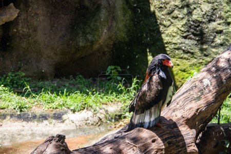 Foto de Terathopius ecaudatus es un águila de tamaño mediano de la familia Accipitridae. Se ha encontrado que el bateleur es un miembro apropiado de la subfamilia Circaetinae, comúnmente llamada águilas serpiente o serpiente, a través de una variedad de estudios genéticos. - Imagen libre de derechos