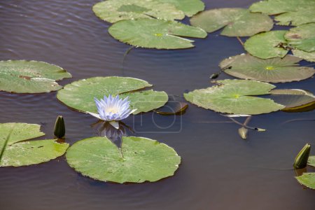 Photo for Nymphaeaceae is a family of flowering plants, commonly called water lilies. They live as rhizomatous aquatic herbs in temperate and tropical climates around the world. Water lilies are rooted in soil in bodies of water - Royalty Free Image