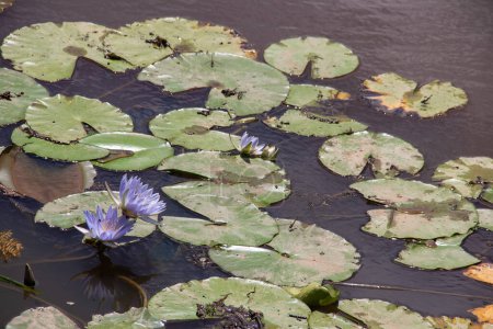 Photo for Nymphaeaceae is a family of flowering plants, commonly called water lilies. They live as rhizomatous aquatic herbs in temperate and tropical climates around the world. Water lilies are rooted in soil in bodies of water - Royalty Free Image