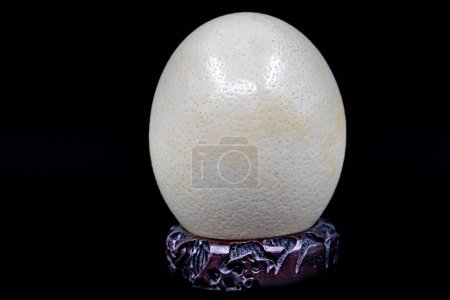Foto de Huevo de avestruz de gran tamaño colocado en soporte de madera, aislado - Imagen libre de derechos