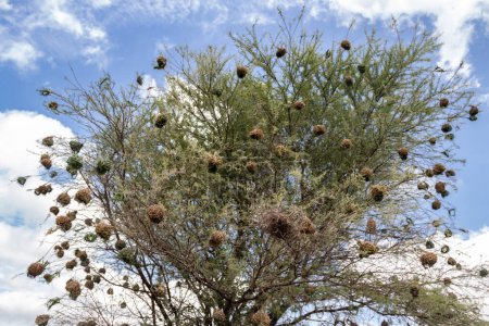 Un nido intrincadamente tejido, meticulosamente elaborado por aves de hierba seca y ramas, descansa cómodamente en medio de la sabana africana