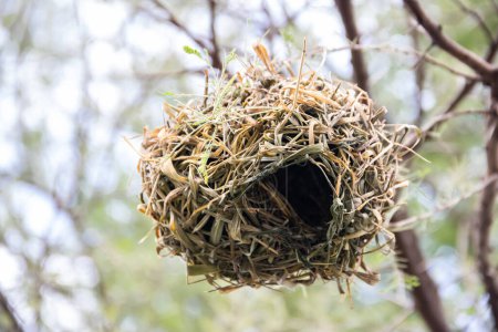 Un nido intrincadamente tejido, meticulosamente elaborado por aves de hierba seca y ramas, descansa cómodamente en medio de la sabana africana
