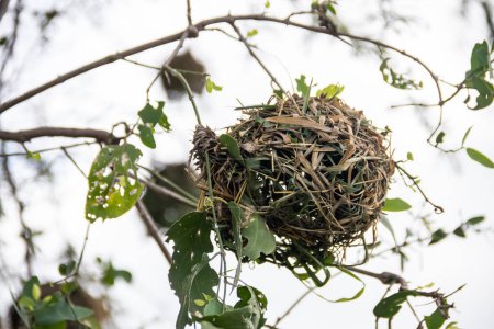 Inmitten der afrikanischen Savanne ruht ein kunstvoll gewebtes Nest, das von Vögeln sorgfältig aus trockenem Gras und Ästen gefertigt wurde.