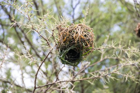 An intricately woven nest, meticulously crafted by birds from dry grass and branches, rests snugly amidst the African savannah
