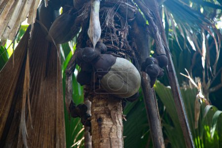 Téléchargez les photos : Famous Coco-de-mer, endemic coconut existing only on the Seycheles island in the Indian ocean - en image libre de droit