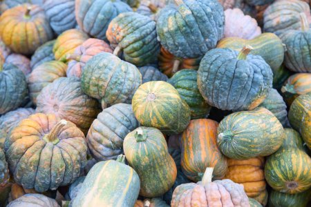 Téléchargez les photos : Collection de citrouilles colorées sur le marché d'automne - en image libre de droit
