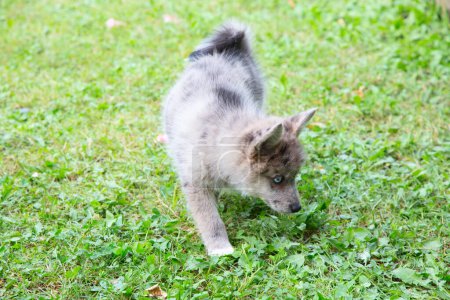 Photo for Adorable blue eyed Pomsky puppy. Pomsky is an artificial breed, mix of the Siberian Husky and Pomeranian - Royalty Free Image