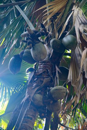 Photo for Famous Coco-de-mer, endemic coconut existing only on the Seycheles island in the Indian ocean - Royalty Free Image