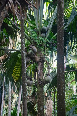 Téléchargez les photos : Famous Coco-de-mer, endemic coconut existing only on the Seycheles island in the Indian ocean - en image libre de droit