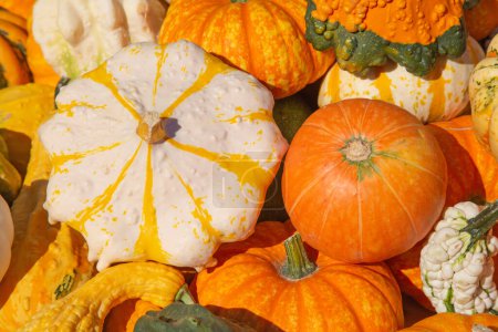 Photo for Colorful pumpkins collection on the autumn market - Royalty Free Image