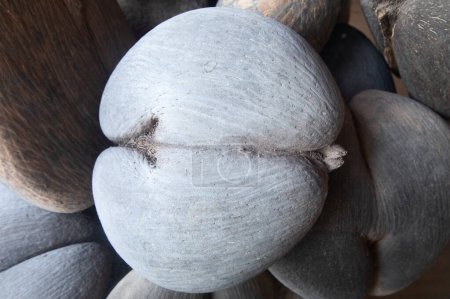 Téléchargez les photos : Coco-de-mer célèbre, noix de coco endémique existant uniquement sur l'île de Seycheles dans l'océan Indien - en image libre de droit