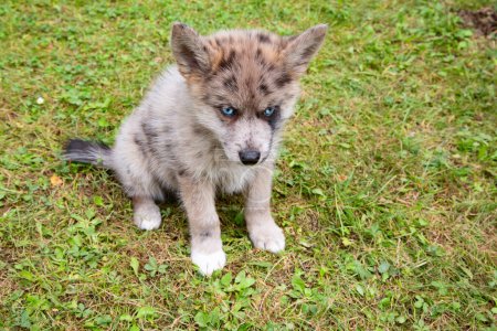 Foto de Adorable cachorro Pomsky de ojos azules. Pomsky es una raza artificial, mezcla de Husky siberiano y Pomerania - Imagen libre de derechos